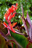 Musafolia Canna Lily Live Plant Rhizome (Bright Red and Coral Blooms)