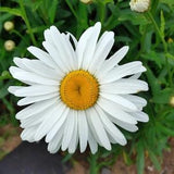 Chrysanthemum Shasta ??Alaska?? Daisy (400 Seeds ) Perennial Flower Seeds