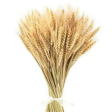 17.7 Inches Dried Wheat Stalks, 200 Stems Dried Flowers 100% Natural 200pcs