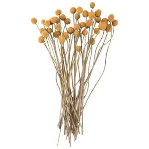 40Pcs Dried Craspedia Flowers Dried Billy Button Balls Flowers,Dried Flower Bof