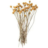 40Pcs Dried Craspedia Flowers Dried Billy Button Balls Flowers,Dried Flower Bof