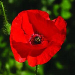 500+ Pcs  Poppy Red Corn Flower Seed-Papaver Rhoeas/  (FL313)