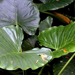 Giant ELEPAHANT EAR Large Exotic Leaves Remusatia Vivipara Hitchhiker 5 Seeds