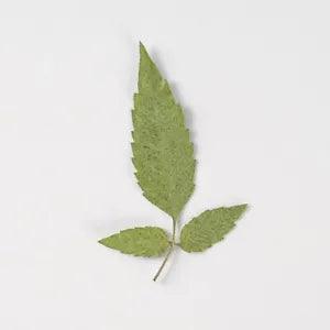 12PCS Real Pressed Dry leaves, Flower supply for art candle craft FSS56