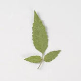 12PCS Real Pressed Dry leaves, Flower supply for art candle craft FSS56