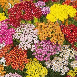 50 Yarrow Rainbow Mix / Achillea Millefolium / Wildflower / Cottage Flower / English Garden / Wedding Bouquet Flowers / Cut Flowers