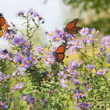 WILD ASTER MIX Perennials Symphyotrichum Wildflower Perennial Hardy Native 30 Seeds