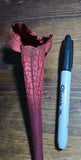 SIX 20" Artificial pitcher plant stems, carnivorous flowers WINE