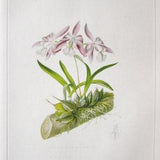 Mayflower Orchid Botanical Art Print/ 1800's Exotic Wild Flower, Book Plate Illustration Wall Art by Augusta Innes Withers/ 9 3/4 X 14"