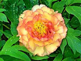 10 LIGHT GOLDEN TREE PEONY SEEDS - (Paeonia suffruticosa)