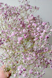 Dried pink gyp Flower Delivery