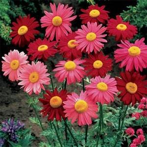 Chrysanthemum Robinson Mix Flower Seeds/Coccineum/Perennial     50+
