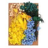 Natural Dried Flowers Multiple Real Dried Pressed Flowers Plant Mixed Colors
