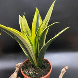 Snake plant La Rubia 6???