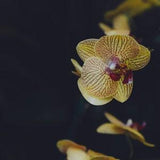 Orchids at Lewis Ginter