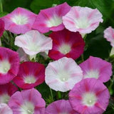 50 +Morning Glory Mixed Colors Flower Seeds-IPOMOAEA --B047