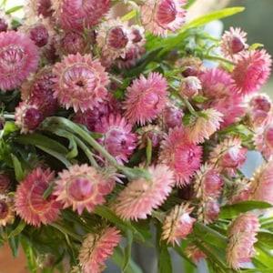50+ seeds Organic king size Strawflower Seed Raspberry Rose