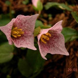 TRILLIUM RIVALE Brook Wakerobin Pseudotrillium Native Wildflower 3 Rare Seeds