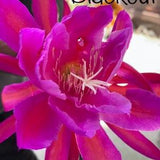 Crosses by CLOWN and friends Epiphyllum seed!