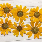 6 Pcs Dried Pressed Sunflower - Dia 2