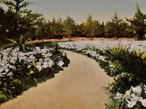 Vintage Postcard, BERMUDA, Typical Long Driveway To A Bermuda Home, White Lilies