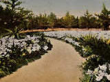 Vintage Postcard, BERMUDA, Typical Long Driveway To A Bermuda Home, White Lilies