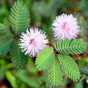 30 seeds sensitive plant (Mimosa pudica)