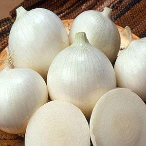 100 Seeds-Organic White Onion-ALLIUM CEPA--ALIBABA-Z056