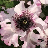 Seeds Petunia x hybrida superbissima Alba F1 White Fragrant Annual Flower Seeds from Ukraine