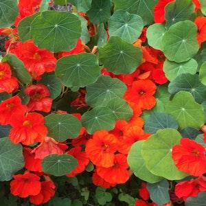 15 Pcs Nasturtium Empress of India Flower Seeds/Nasturtium Seeds/Empress of India/NASTURTIUM TROPAEOLUM/Tropaeolum nanum/Annual flower/FL502