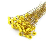 100 Stems Natural Dry Flowers Brazilian Small Star Daisy Autumn Color