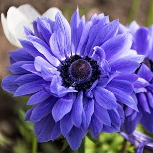 Double Blue Anemone 5 Bulbs For Sale | Lord Lieutenant Anemone fresh bulb rare blue flower