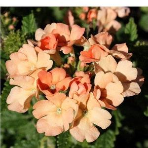 20 seeds Superbena verbenas Apricot two tone color seeds