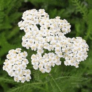 Western Yarrow (300 Seeds) Perennial Flower Seeds