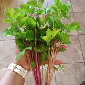 Chinese Pink Celery Seeds (apium graveolens) Organic 50/100 seeds. Flat rate shipping!