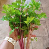 Chinese Pink Celery Seeds (apium graveolens) Organic 50/100 seeds. Flat rate shipping!