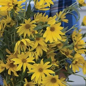 Maximilian Sunflower Seeds (25) - Helianthus Maximilian - Perennial Heirloom Sunflower Seeds for Garden Planting