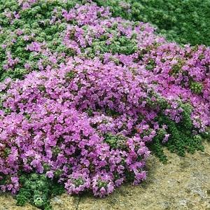 MOTHER OF THYME Thymus Praecox Purple Pink Groundcover Ground Cover Perennial, 30 Seeds