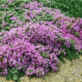 MOTHER OF THYME Thymus Praecox Purple Pink Groundcover Ground Cover Perennial, 30 Seeds