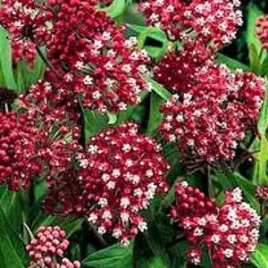 20 Pcs  Rose Swamp Milkweed Seeds-Asclepias Incarnata Carmine Seeds-Milkweed Seed-Milk flower-Sweet Perennial! FL392