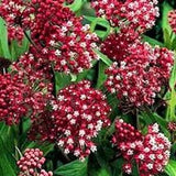 20 Pcs  Rose Swamp Milkweed Seeds-Asclepias Incarnata Carmine Seeds-Milkweed Seed-Milk flower-Sweet Perennial! FL392