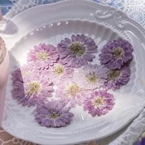 12PCS real Pressed dry Marguerite, Paris Daisy Flower for art craft FSS04