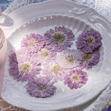 12PCS real Pressed dry Marguerite, Paris Daisy Flower for art craft FSS04