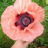 462 Giant Poppy Big Papaver 50 Poppy Seeds Salmon Poppy Seeds Flower Seeds