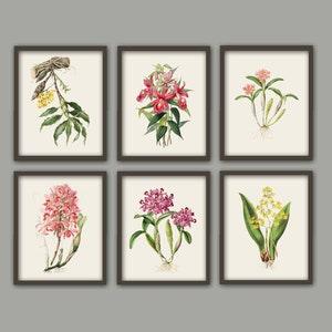 Orchid print flowers botanical illustration print vintage garden plant wall art decor floral decor dorm room decor SET OF 6 8x12 12x18
