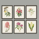 Orchid print flowers botanical illustration print vintage garden plant wall art decor floral decor dorm room decor SET OF 6 8x12 12x18