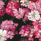 50 seeds Candytuft fairy mix / Annual / flower seeds