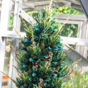 Sapphire tower (Puya alpestris) 15 seeds