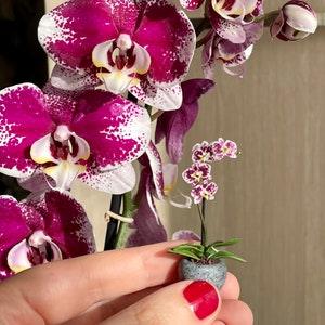 Miniature white orchids with purple spots