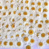 60Pc Pressed Dried Flower Daisy Plants Specimen DIY Epoxy Filler Scrapbook Craft